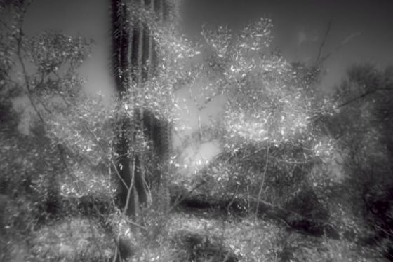 Creosote Bush
