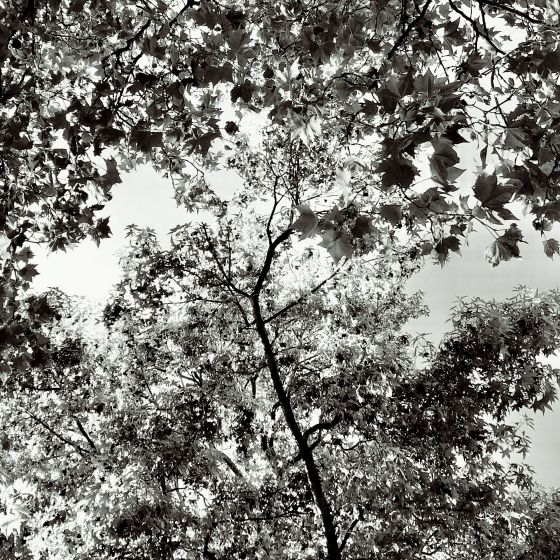 Maples