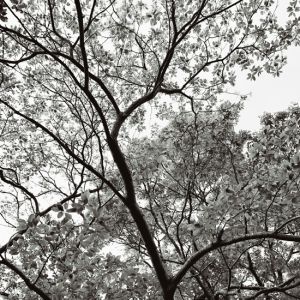 Tree Canopies Collection