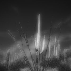 Sonoran Desert Collection